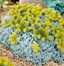 Sedum Cape Blanco Plant Plugs Succulent Garden Patio Pot Rockery, Pack of 3