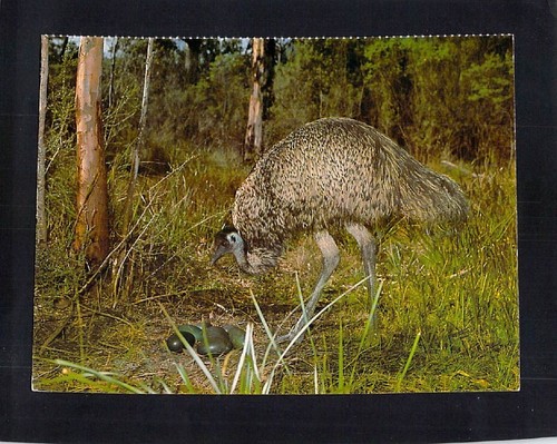 B1832 australia birds emu - birds,