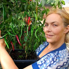 Pre-Order Kashmiri Chilli Plug