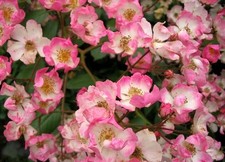Shrub Rose Ballerina bareroot delivery late November onwards