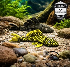 Articulated Pleco Flexy