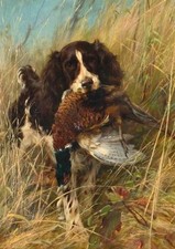 ENGLISH SPRINGER SPANIEL DOG