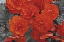 Flower - Begonia - Nonstop