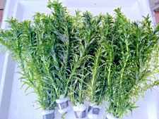 X 5 Bunches Elodea Densa