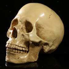 UK Human Skull Replica Resin Model Realistic Life Size 1:1 Skeleton Medical Prop