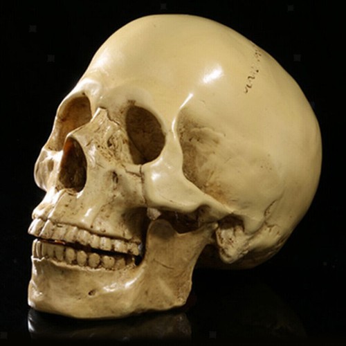 Human skull replica - uk,