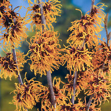 Hamamelis Orange Beauty Witch