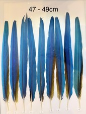 Parrot Macaw Feather Crafts