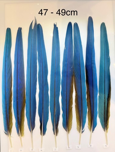 Parrot macaw feather crafts - parrot,