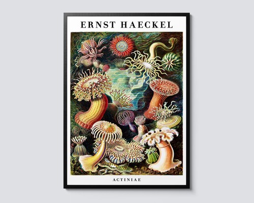 Ernst haeckel sea anemones - ernst,
