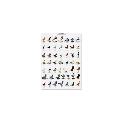 Poster pigeons large show - poster,