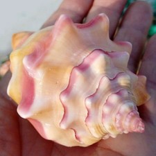 8-11CM Conch Large Sea Beach Shell Coral Sea Snail Starfish Decor Fish Tank XMAS