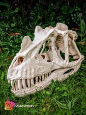 Ceratosaurus-Nasicornis