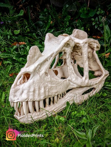 Ceratosaurus-Nasicornis