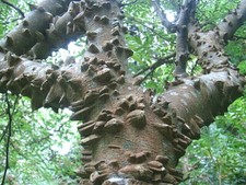 Andaliman, Zanthoxylum acanthopodium, LEMON PEPPER, herb shrub/tree, 10cm