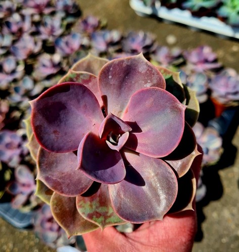 Echeveria perle von nurnberg - perle, |