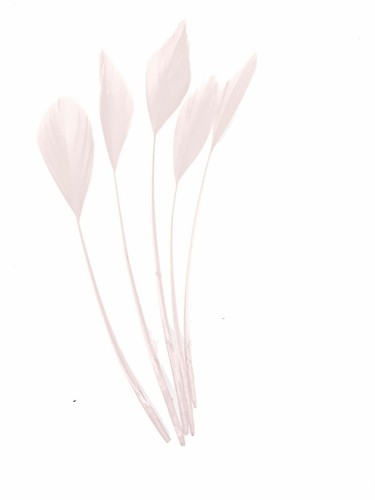 Long fascinators feathers - long,