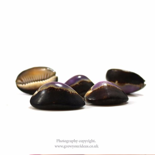 Cowrie snakes head - 3, x