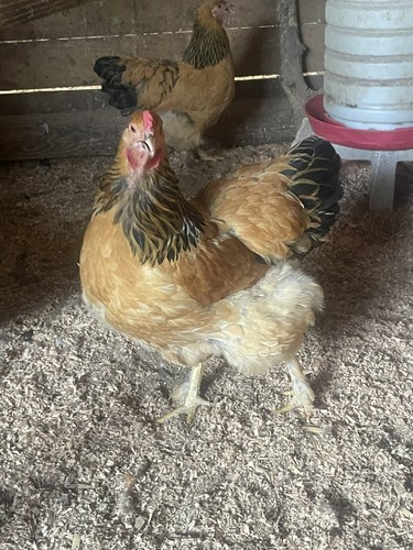 Pure buff brahma - pure,