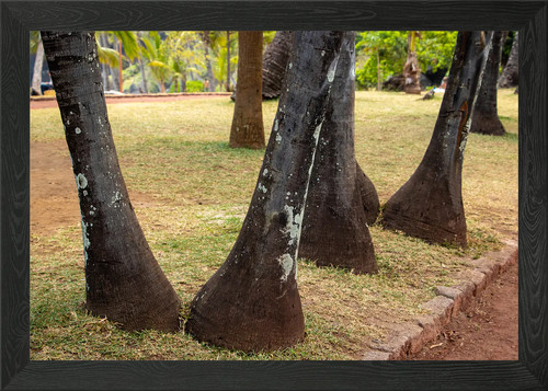 Palm tree trunks framed wall - tree,