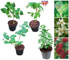 Thornless Loganberry or