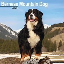 Bernese Mountain Dog 2026 Calendar | Dog Breed Gift Wall 15% OFF MULTI ORDERS