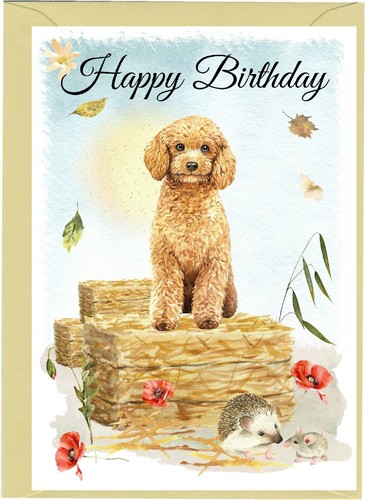 Poodle dog - (apricot),
