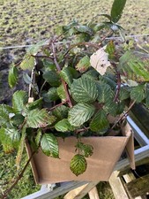 Box of Fresh Bramble Cuttings Stick /Leaf insect food 500g
