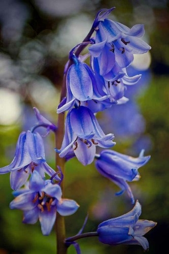 Bluebells bluebell spring - bluebells,