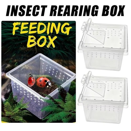 Insect rearing reptile - rearing, living
