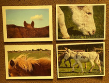 4 POSTCARDS - Donkey
