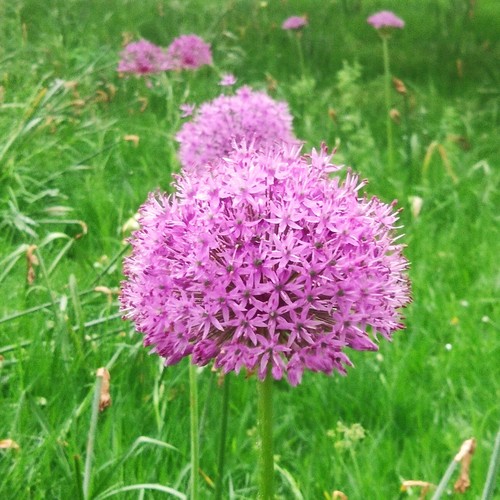 Allium drumstick - 2,