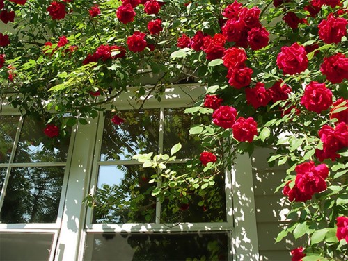 Fragrant climbing bush - climbing,