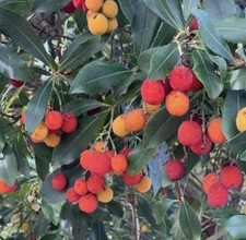 Arbutus unedo Compacta Plant