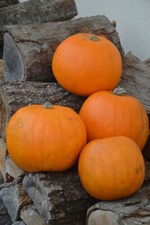 Pumpkin Jack O'Lantern - 40