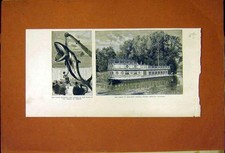 Original Old Antique Print