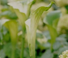 Zantedeschia aethiopeca