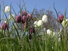 100 x SNAKES HEAD FRITILLARY, CHECKERED LILY wildflower garden seeds