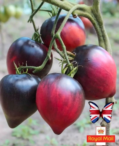 Tomato seeds sgt - 10, “sgt