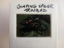 Jumping Spider     35mm slide Clear focus no reflection