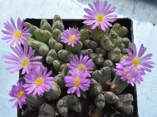 Conophytum marginatum ssp