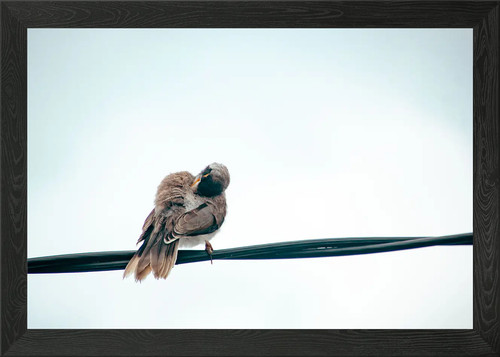 Bird preening wire framed - wire,