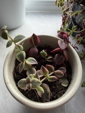 Crassula Marginalis 'Calico