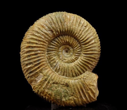 Ammonite perisphinctes - perisphinctes, -----