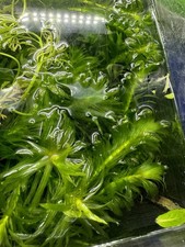 10 x Elodea Densa Live Aquarium Plants Oxygenating, Tropical