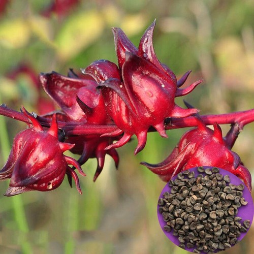 Hibiscus sabdariffa 100pcs - hibiscus, |