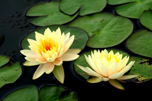 Yellow lotus nelumbo nucifera - yellow,