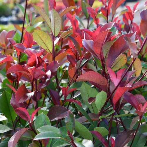 Sutton photinia little red - little,