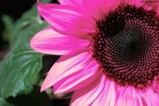 20 Pink Sunflower Seeds Plants