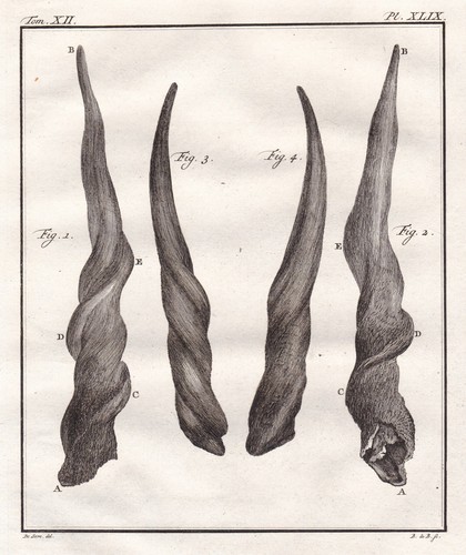 Greater kudu koudou horns